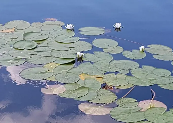 Belle Ile Hébergement de vacances Lychen